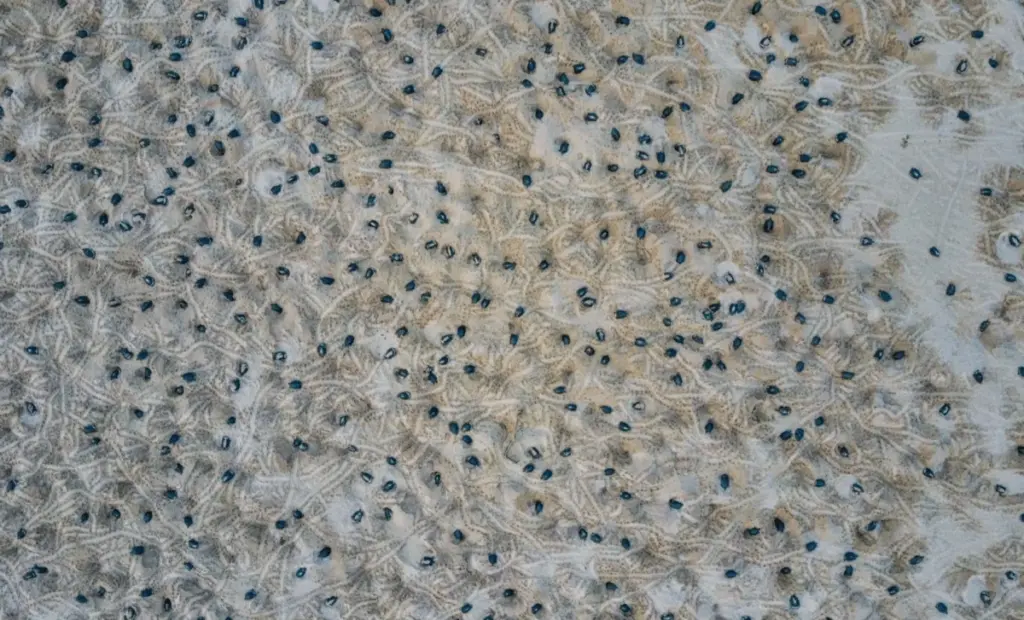 Vědci objevili skryté hnízdiště: Desítky tisíc želv v Amazonii