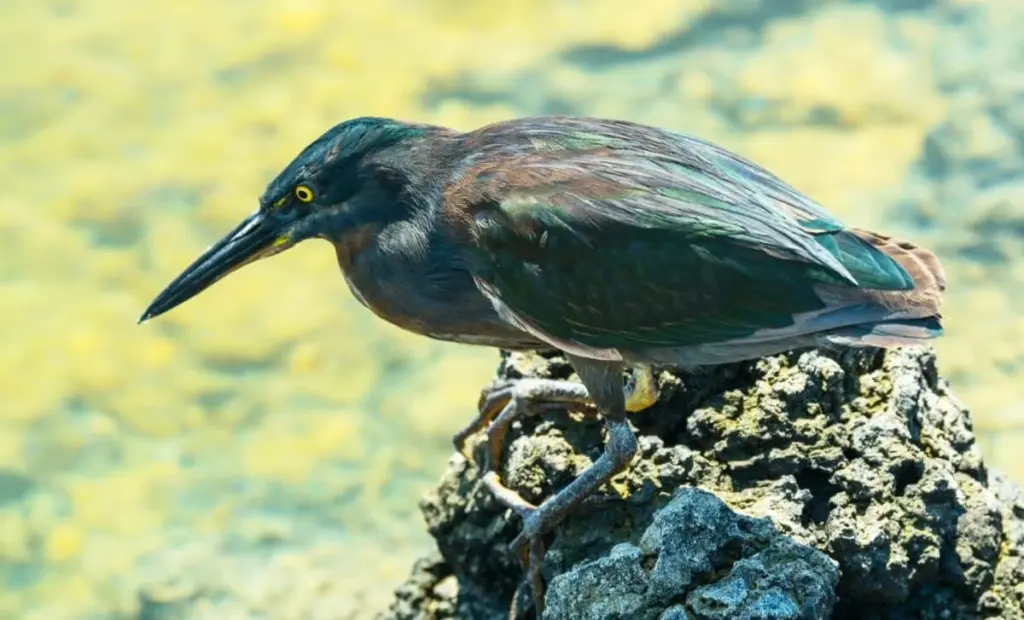Vědci odhalili tajemství skalního volavkovitého ptáka z Galapág: Žil dvojí život!