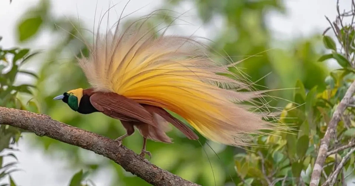 Vědci odhalili tajemství skalního volavkovitého ptáka z Galapág: Žil dvojí život! - image 2