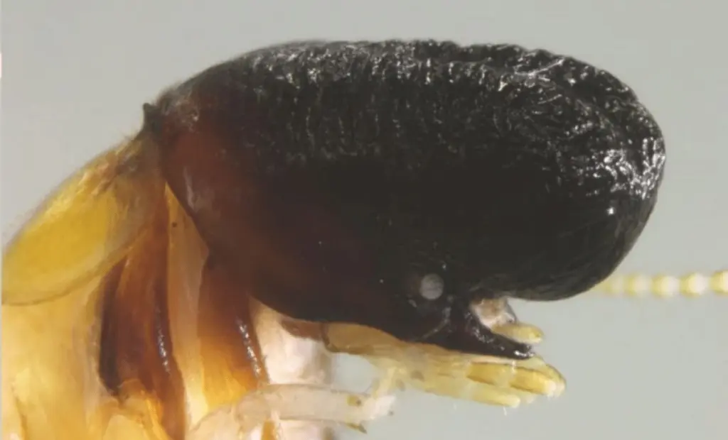 Vědci žasnou: V Jižní Americe objevena nová rasa termitů s velrybími rysy