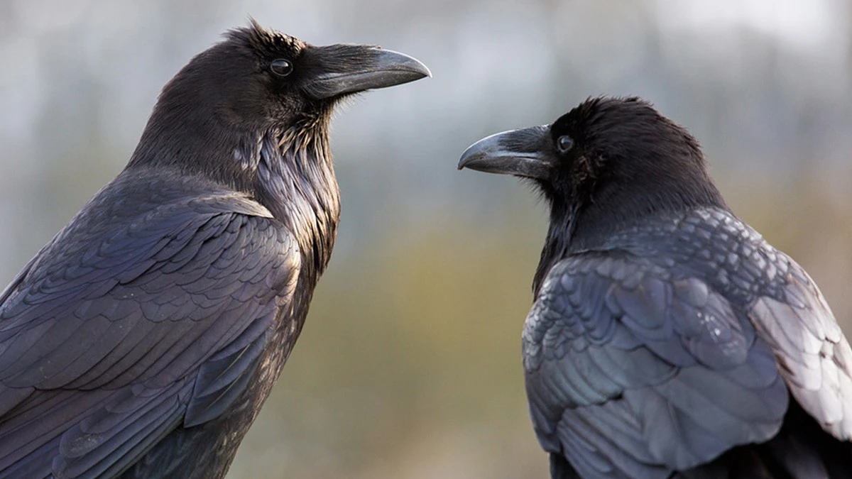 Vědecká expedice v Yellowstone: Jak 69 havranů odhalilo nečekané tajemství - image 1