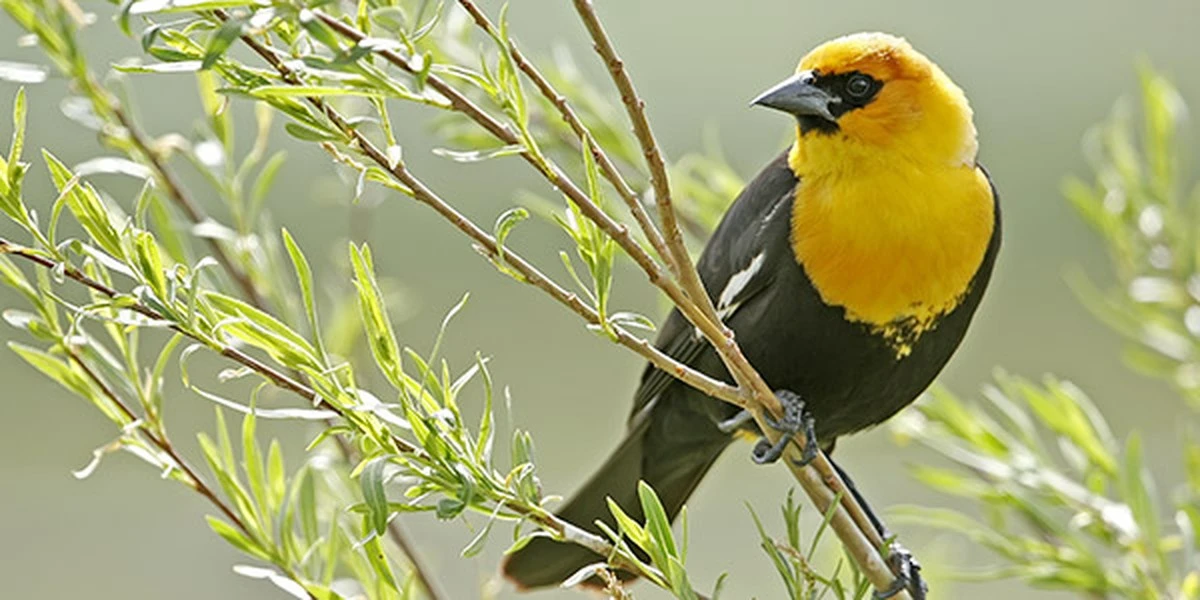 Vědecká expedice v Yellowstone: Jak 69 havranů odhalilo nečekané tajemství - image 2