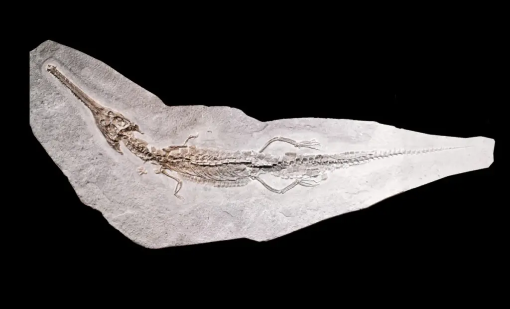 V Maroku objeven nový druh obřího mosasaura: Pluridens imelaki vládl dávným mořím