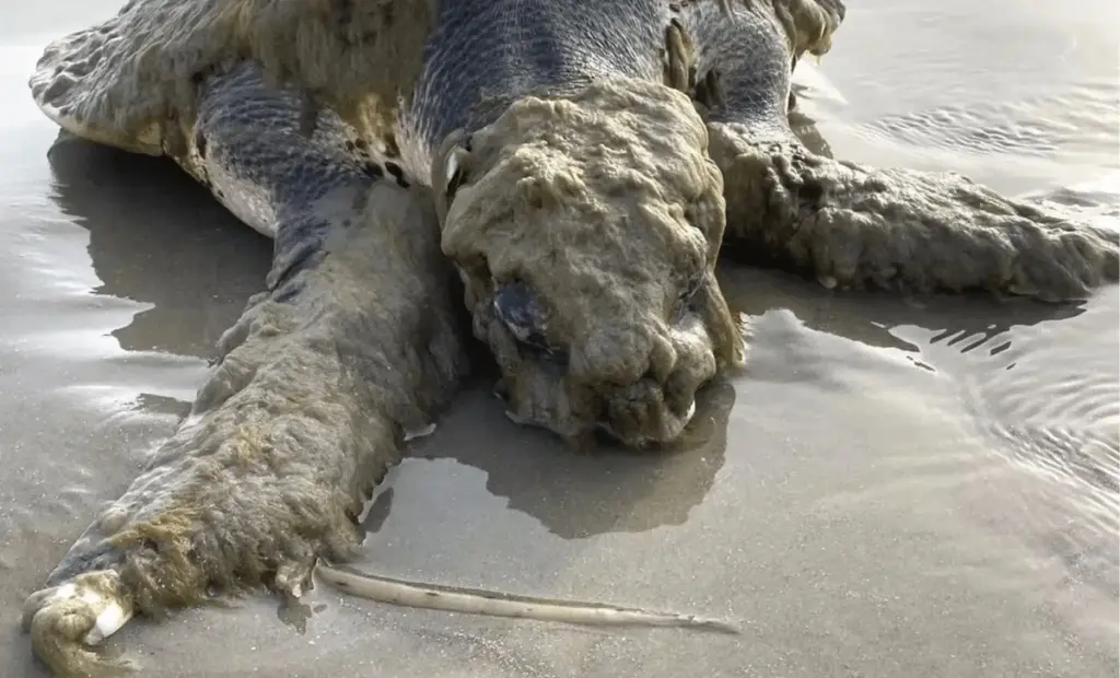 Vzácná želva Kempova bradatá zalezena na texaské pláži pokrytá záhadným nárůstem - co to znamená?