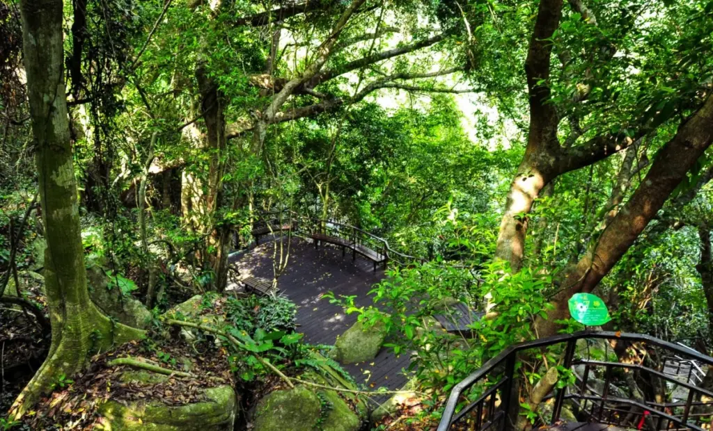 Vzácný druh se nečekaně objevil na Hainanu po 40 letech ticha