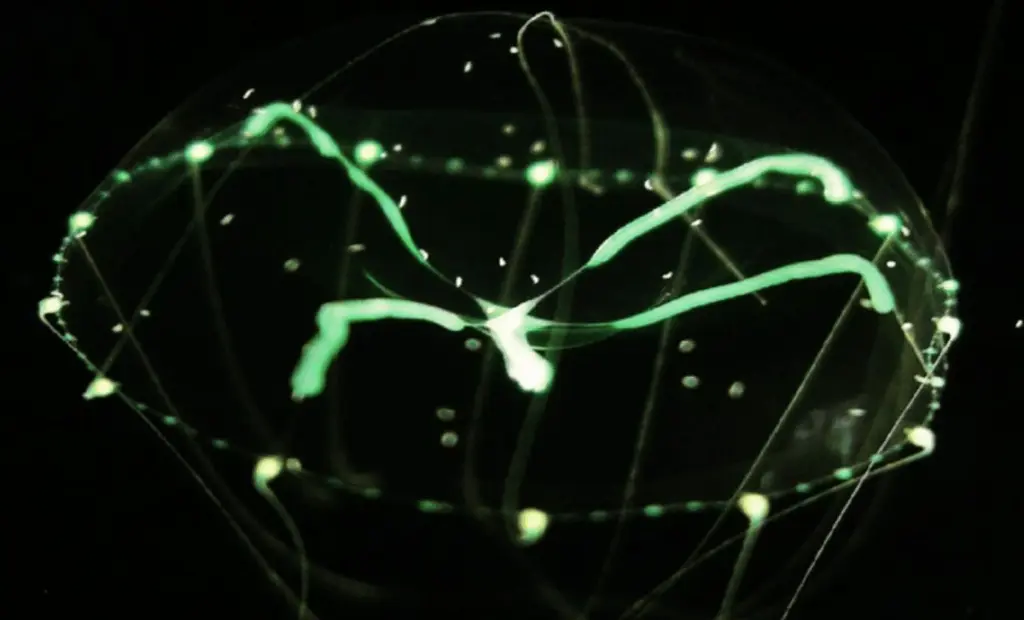 Záhadné "mléčné dráhy": V japonských vodách se objevila nová medúza, kterou jste možná přehlédli