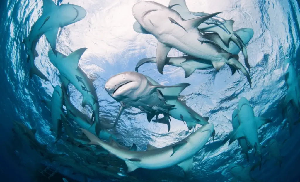 Žraloci na Bahamách měli v krvi kokain, kofein a léky proti bolesti: šokující zjištění studie