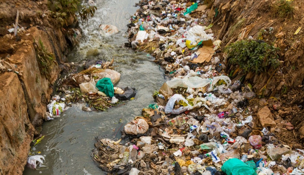 Žraloci na Bahamách měli v krvi kokain, kofein a léky proti bolesti: šokující zjištění studie - image 2