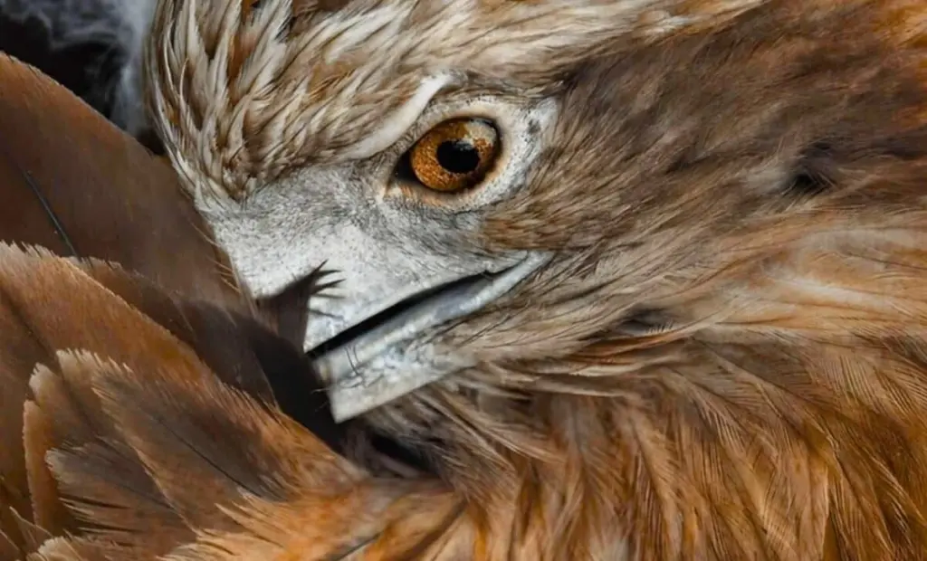 Po 240 letech se v Anglii vrátil největší dravec. Způsobí nadbytek potravy?