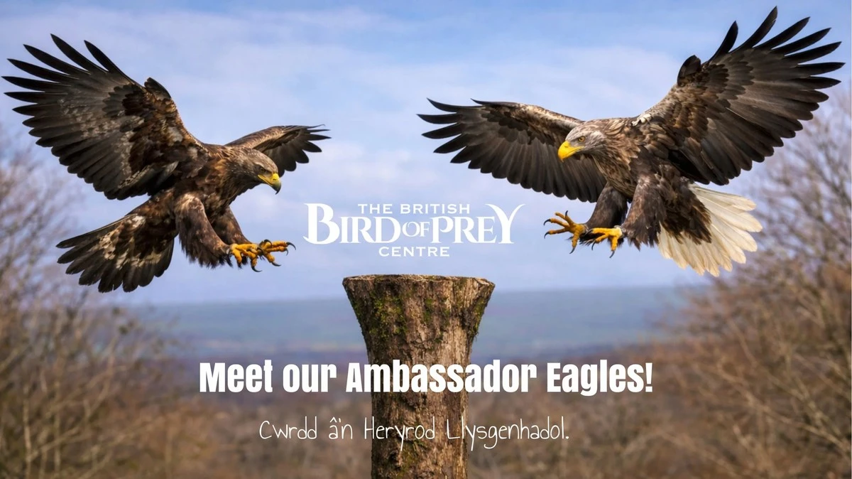 Po 240 letech se v Anglii vrátil největší dravec. Způsobí nadbytek potravy? - image 2