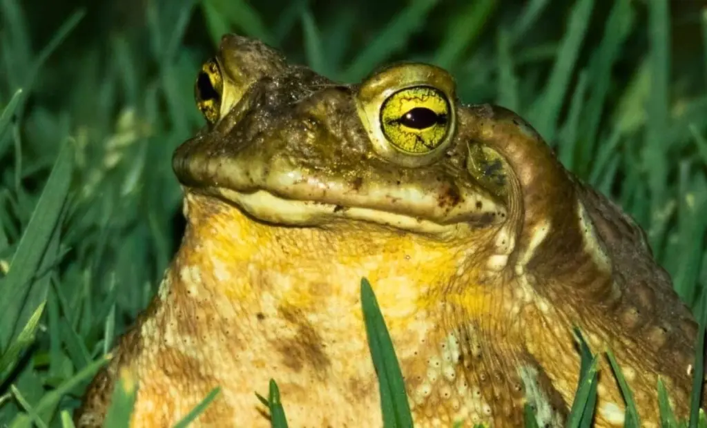 Proč je vidět ropucha u domu dobré znamení: Ekologický indikátor i symbol prosperity
