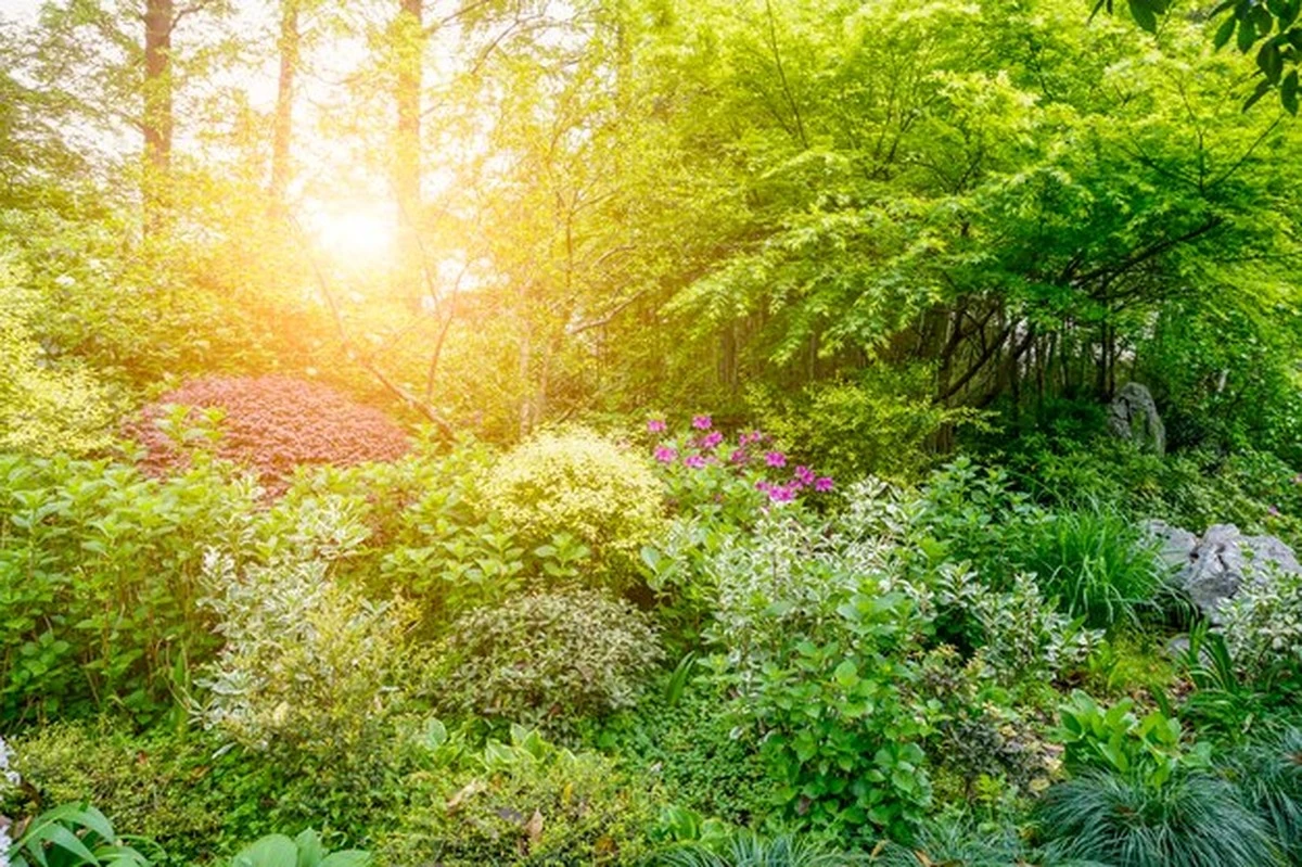 Proč je vidět ropucha u domu dobré znamení: Ekologický indikátor i symbol prosperity - image 2