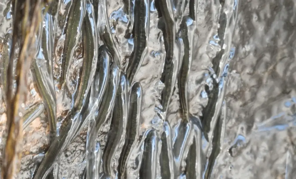 Ryby neuvěřitelné síly zdolávají 15metrové vodopády: Vědci konečně zachytili jejich tajný život