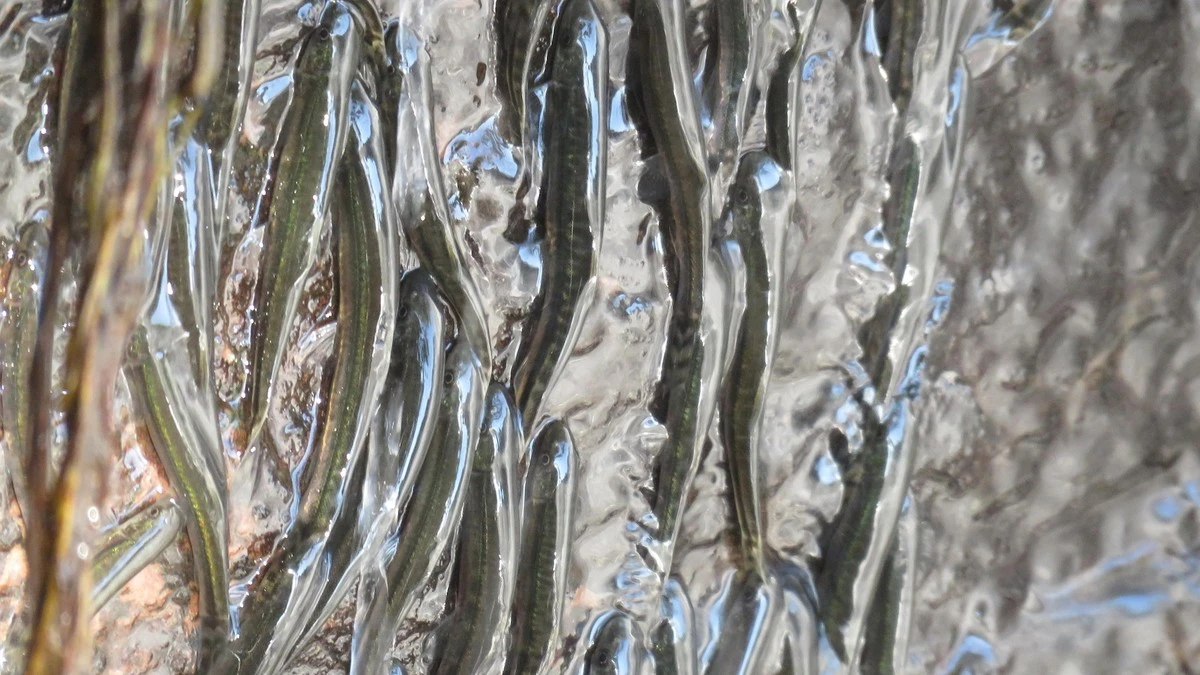 Ryby neuvěřitelné síly zdolávají 15metrové vodopády: Vědci konečně zachytili jejich tajný život - image 1