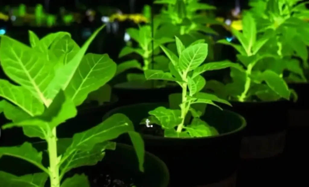 Tyto rostliny rozsvítí celou noc bez elektřiny