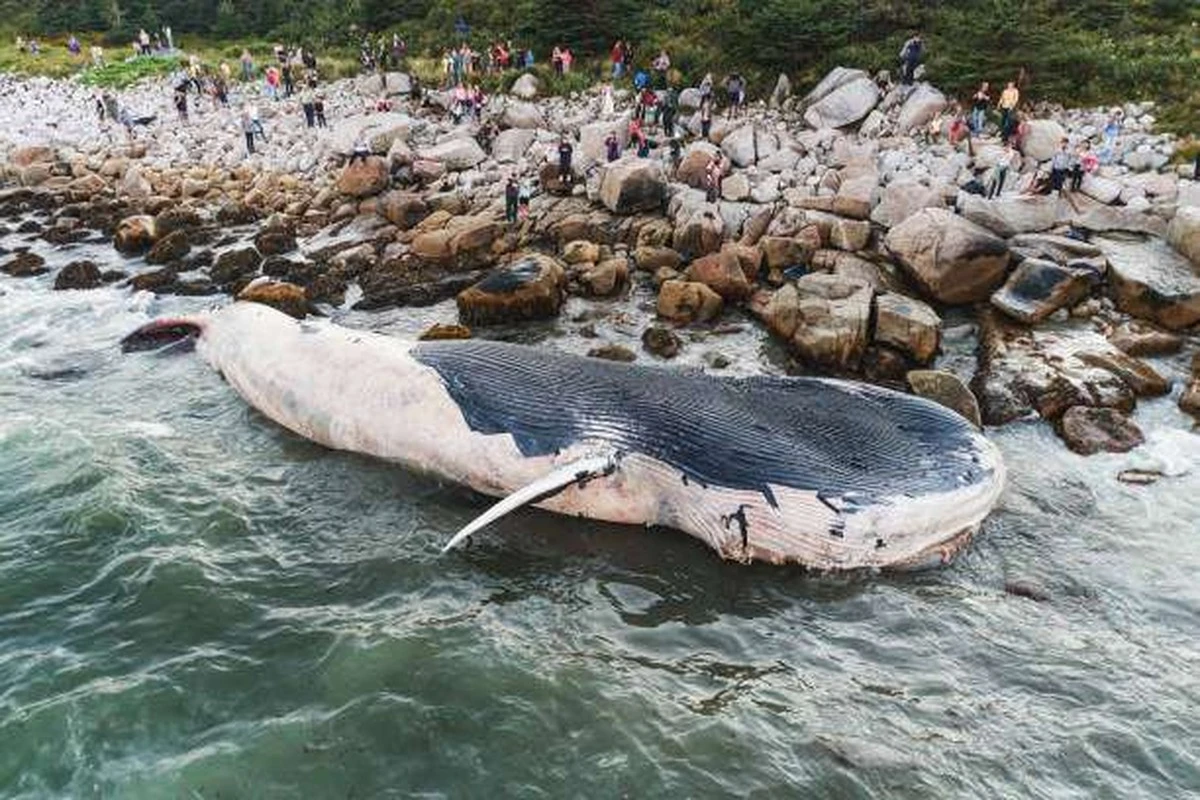 Vědci zachytili plejtváka obrovského v Patagonii poprvé v historii - image 1
